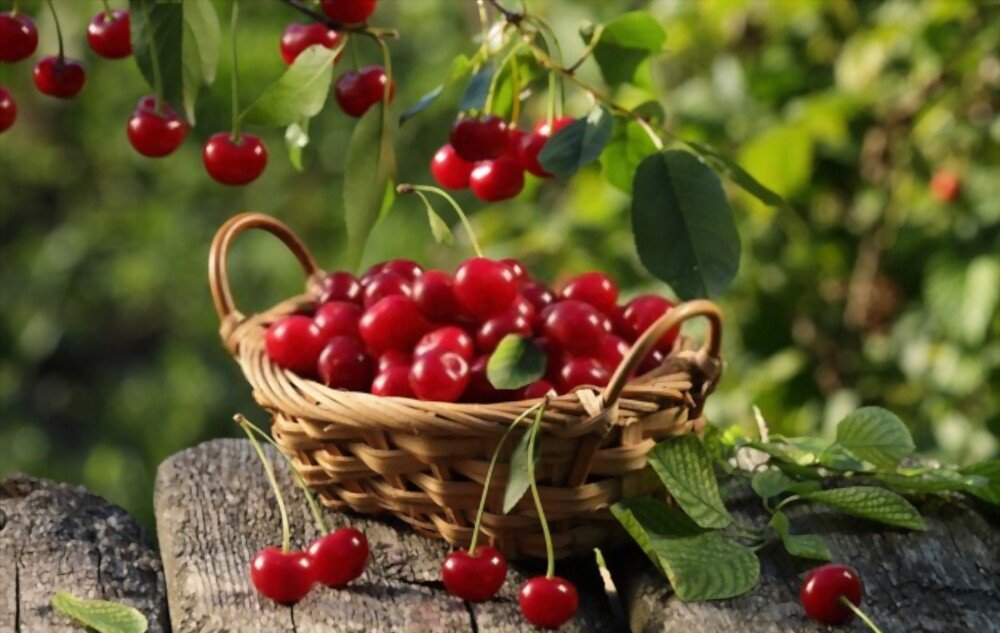 pH of Cherries