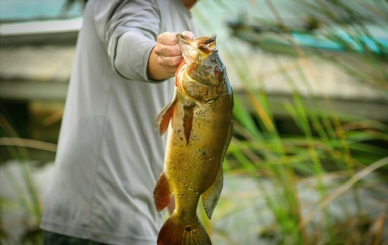 Bass Fish