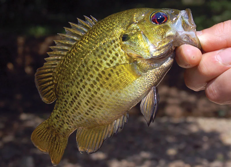 Bass Fish