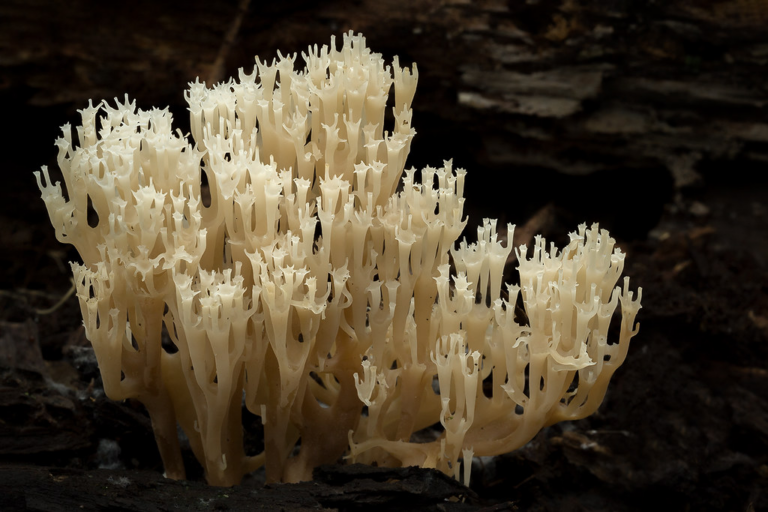 Can You Eat Coral? Exploring Edibility, Risks, and Environmental Impact