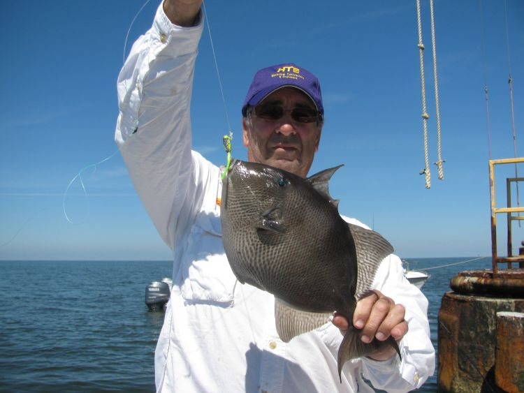 Triggerfish