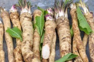 Is Horseradish Acidic