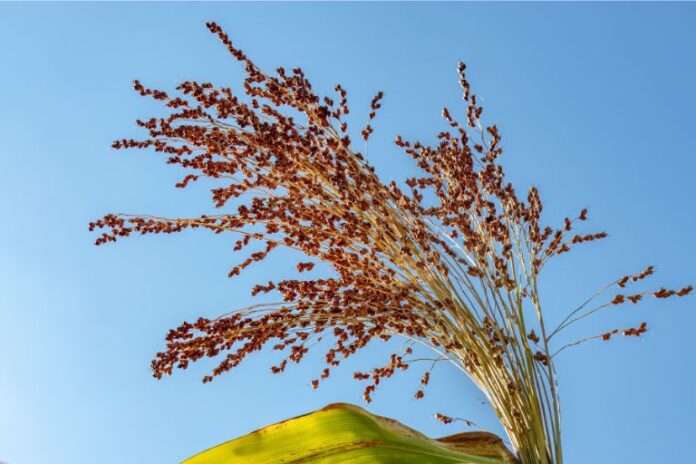Are Millet Safe for Acid Reflux
