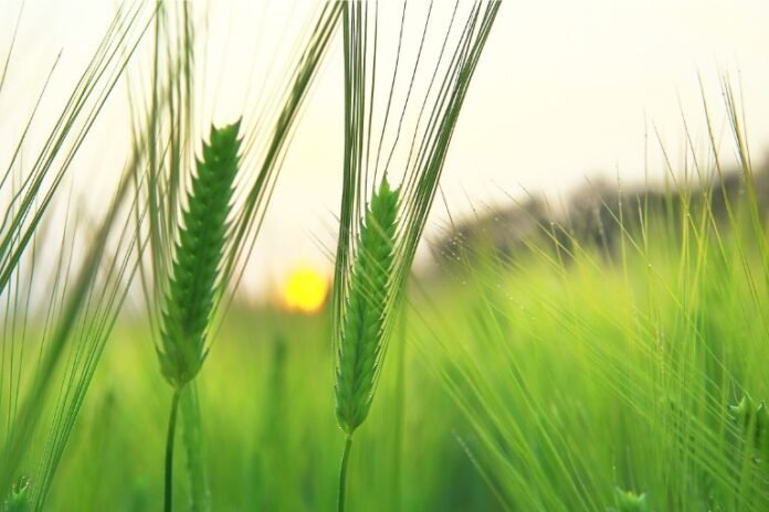 Is Barley Grass Acidic
