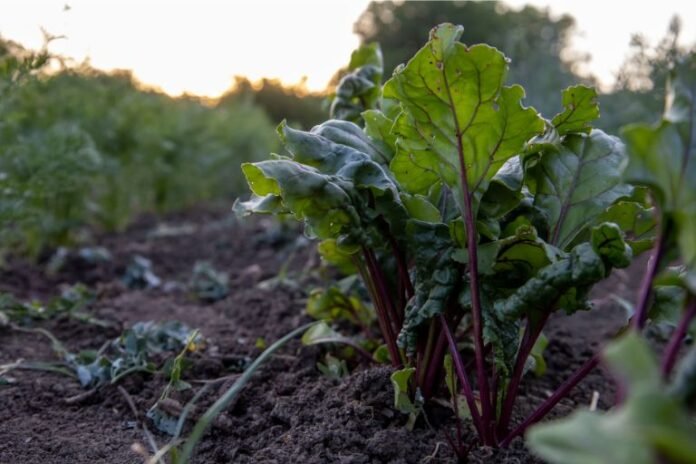 Are Beets Acidic