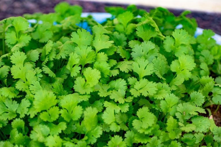 Is Cilantro Acidic