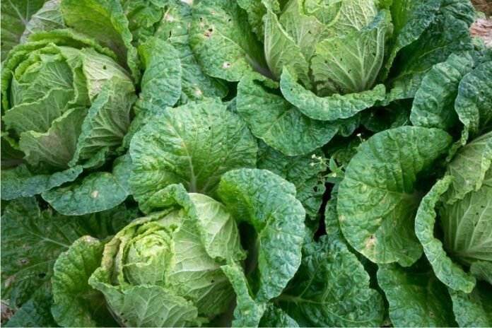 Are Collard Greens Acidic
