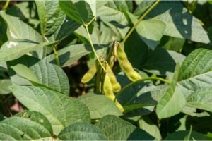 Are Edamame Beans Acidic