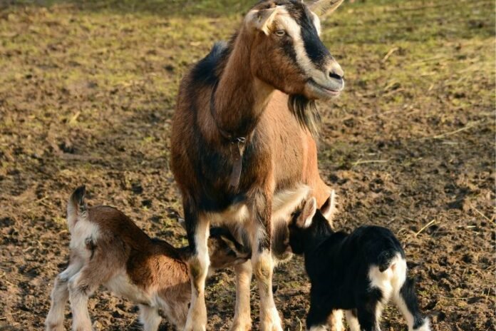Is Goat Milk Acidic