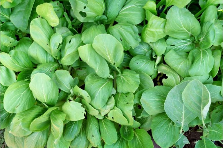 Are Mustard Greens Acidic