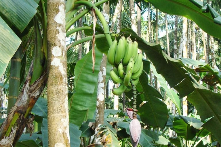 Are Plantains Acidic