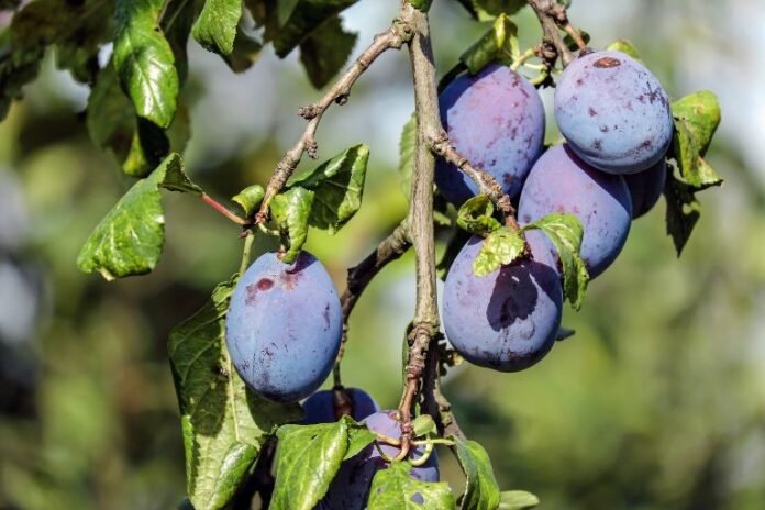 Are Plums Acidic