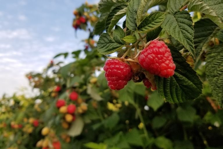 Are Raspberries Safe for Acid Reflux