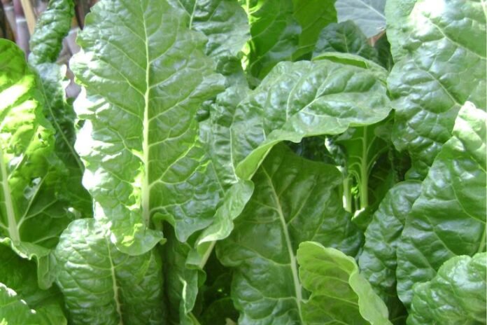 Is Spinach Acidic