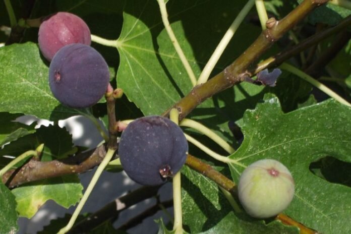 Are Figs Acidic