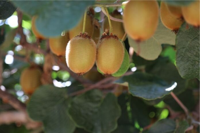 Is Kiwifruit Acidic