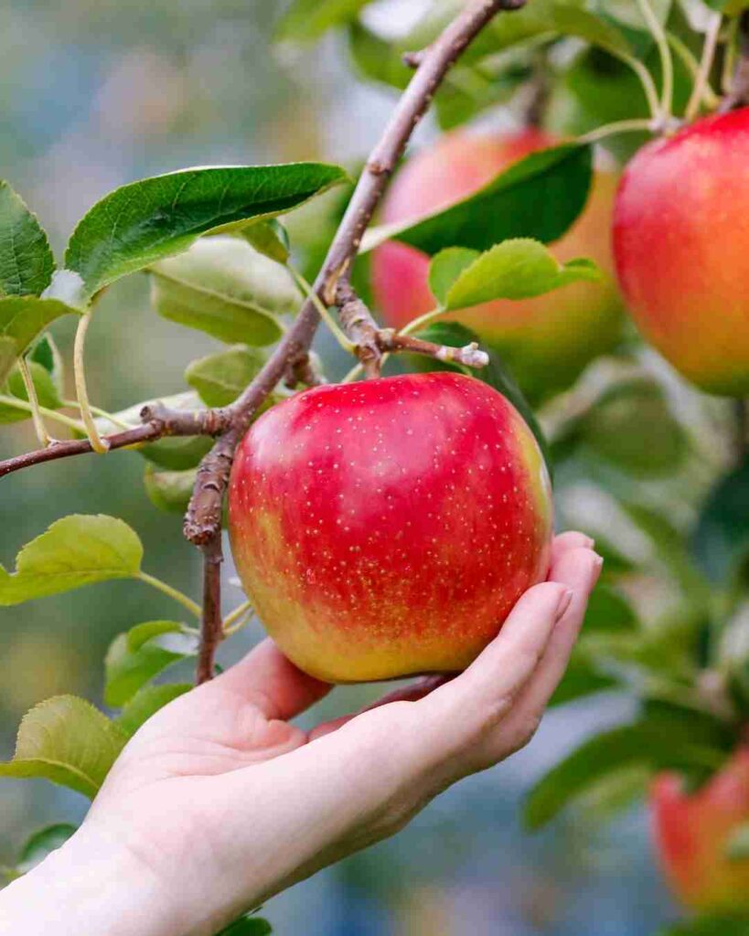 are red apples good for diabetics